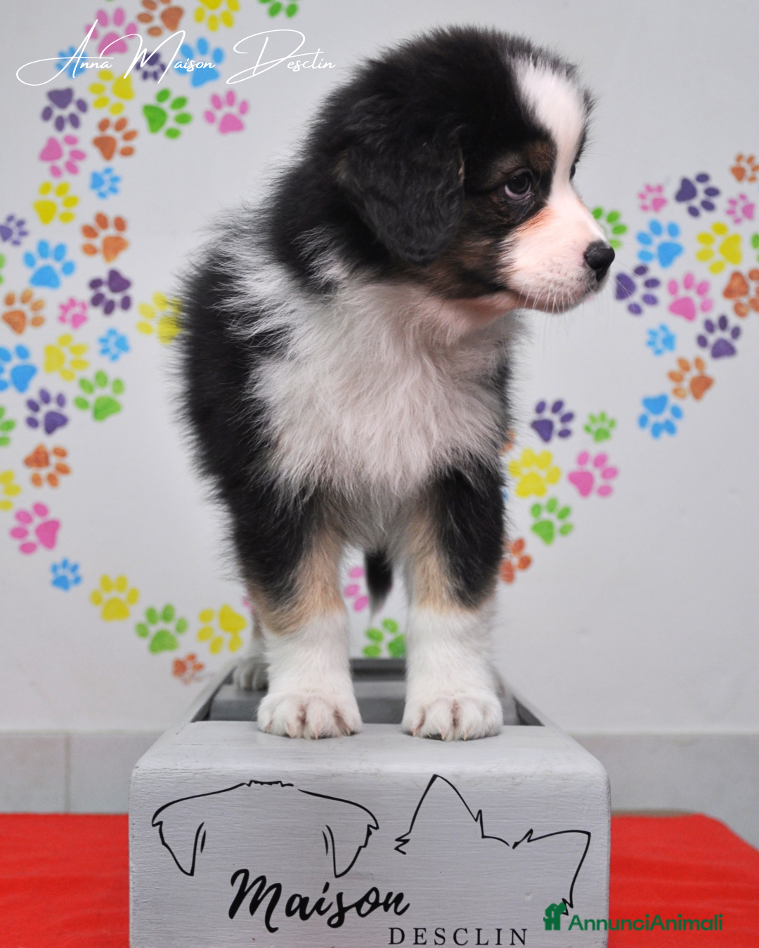 Australian Shepherd cani in vendita: Cuccioli pastore australiano  - Annuncio 9