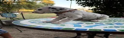 Dalmata cani in vendita: Cuccioli di Dalmata - Annuncio 14