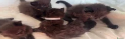Maine Coon gatti in vendita: Cuccioli di maine coon manto nero  - Annuncio 9