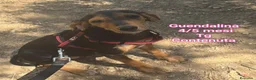 Meticcio cani in regalo: CUCCIOLI IN CERCA DI FAMIGLIE  a Provincia di Prato - Annuncio 7