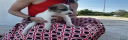Meticcio cani in regalo: 3 bellissime cucciole cercano casa a Libero consorzio comunale di Ragusa - Annuncio 4