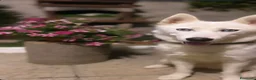 Husky cani in vendita: Cuccioli di siberian Husky  a Provincia di Caserta - Annuncio 7