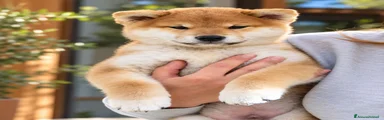 Shiba Inu 1