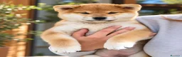 Shiba Inu cani in vendita: CUCCILIO SHBA CON PEDIGREE ENCI  - Annuncio 6