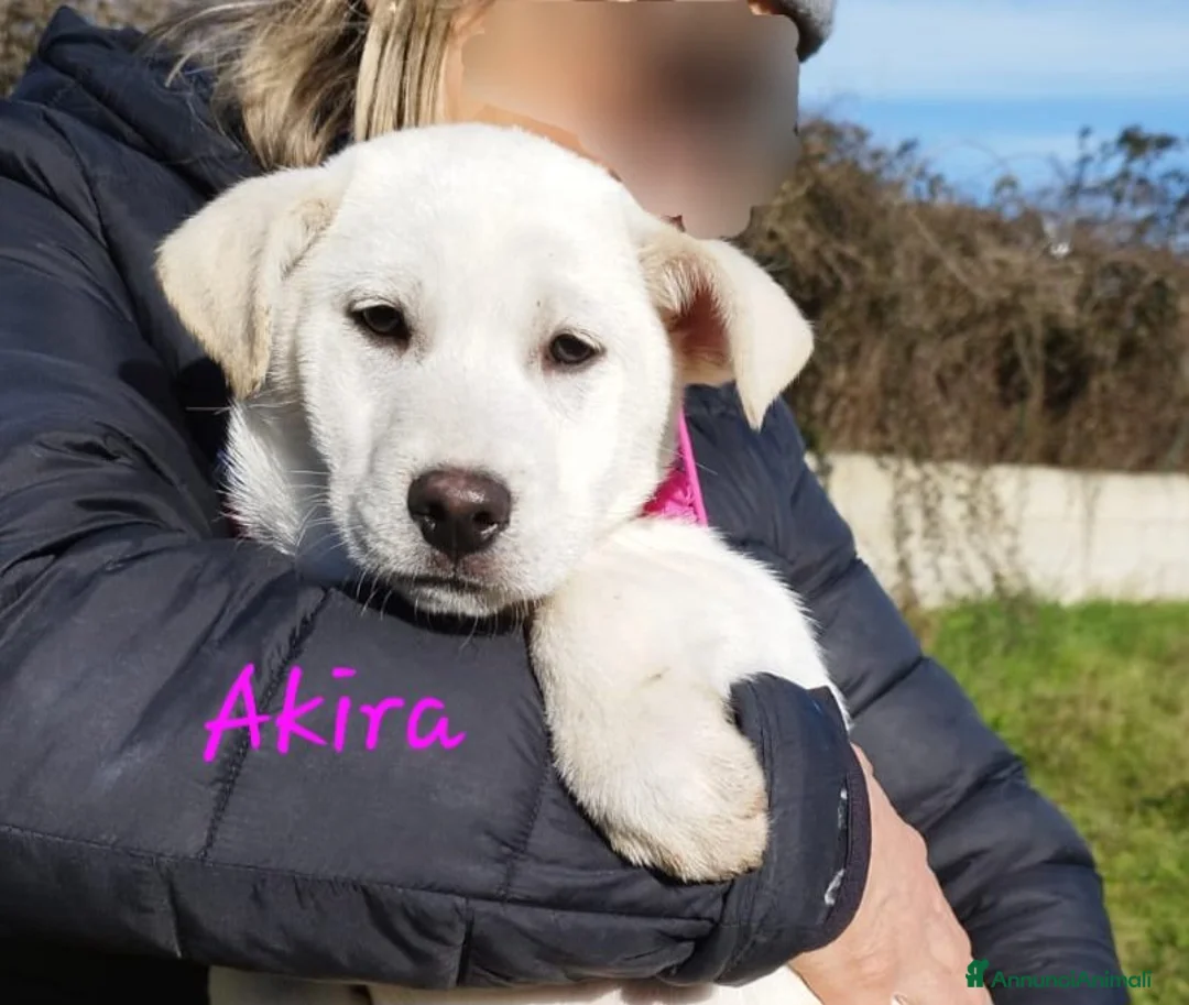 Meticcio cani in regalo: Akira in adozione - Annuncio 1