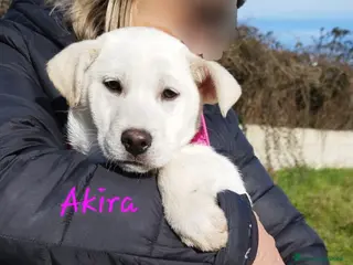 Meticcio cani Akira in adozione - Annuncio 18