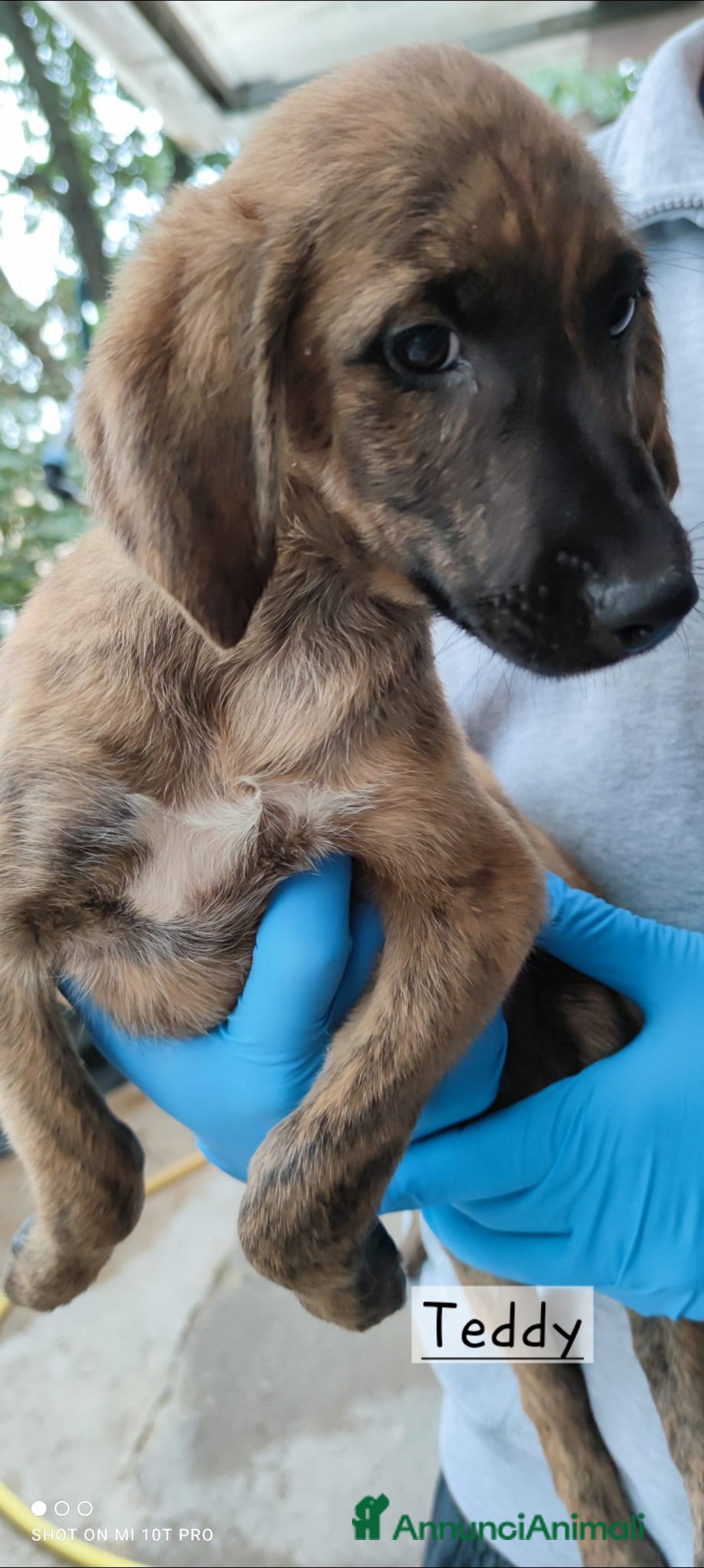 Segugio cani in regalo: Cuccioli simil segugio maremmano  - Annuncio 3