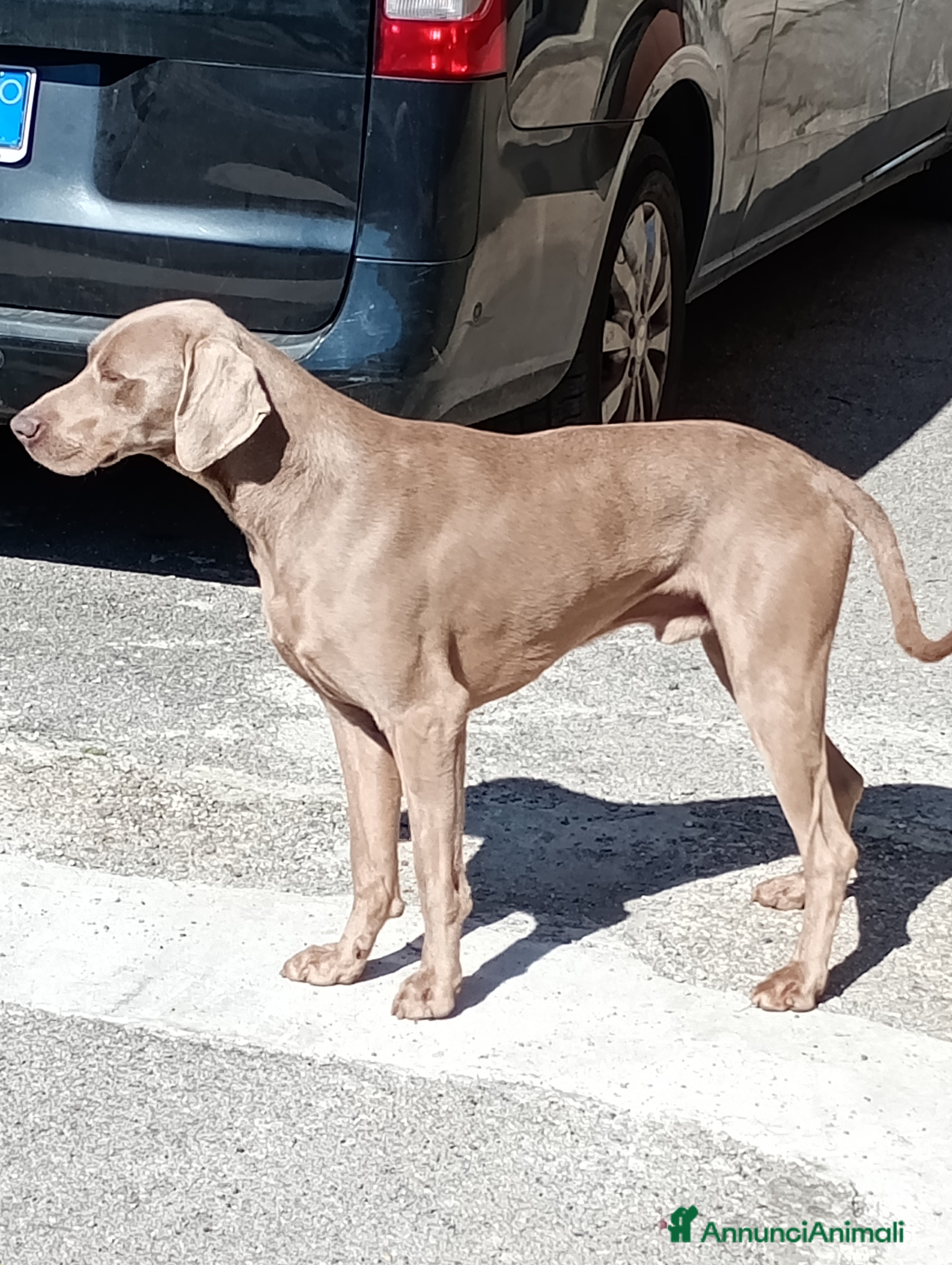 Meticcio cani Weimaraner - Annuncio 1