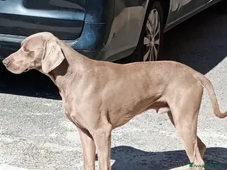 Meticcio cani Weimaraner - Annuncio 1