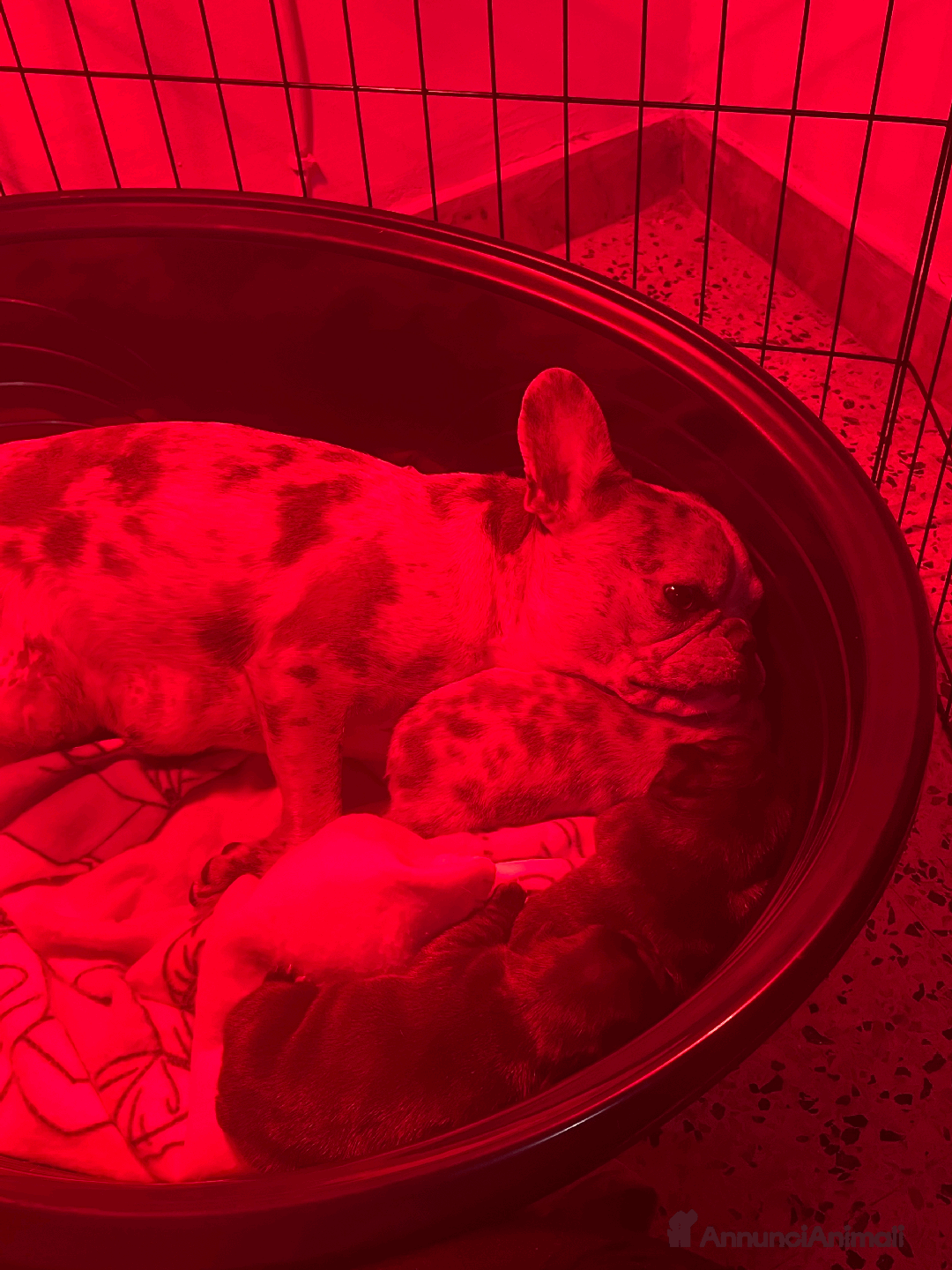 Bulldog Francese cani in vendita: Cuccioli di bulldog francesi - Annuncio 3