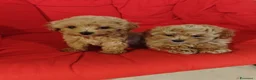 Maltipoo cani in vendita: CUCCIOLI MALTESE E MALTIPOO a Provincia di Pavia - Annuncio 2
