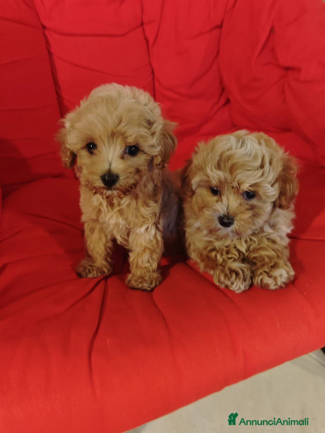 Maltipoo cani in vendita: CUCCIOLI MALTESE E MALTIPOO a Provincia di Pavia - Annuncio 2