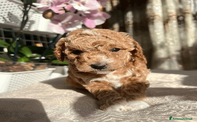 Meticcio cani bellissima principessa Maltipoo F1B - Annuncio 5