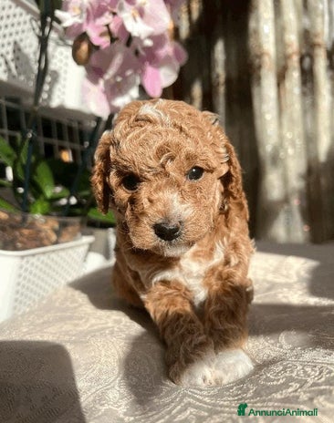 Meticcio cani bellissima principessa Maltipoo F1B - Annuncio 1