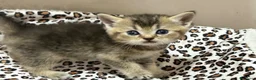 British gatti in vendita: Scottish fold sthrait  - Annuncio 5