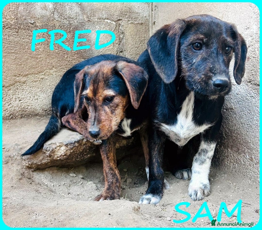 Bassotto cani in regalo: FRED E SAM CUCCIOLI 5 MESI SIMIL BASSOTTINI IN GAB - Annuncio 10