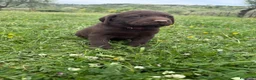 Labrador cani in vendita: Cuccioli Labrador  - Annuncio 15