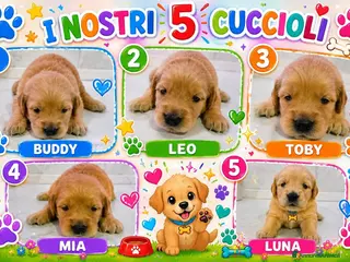 Golden Retriever cani cuccioli golden retriver - Annuncio 2