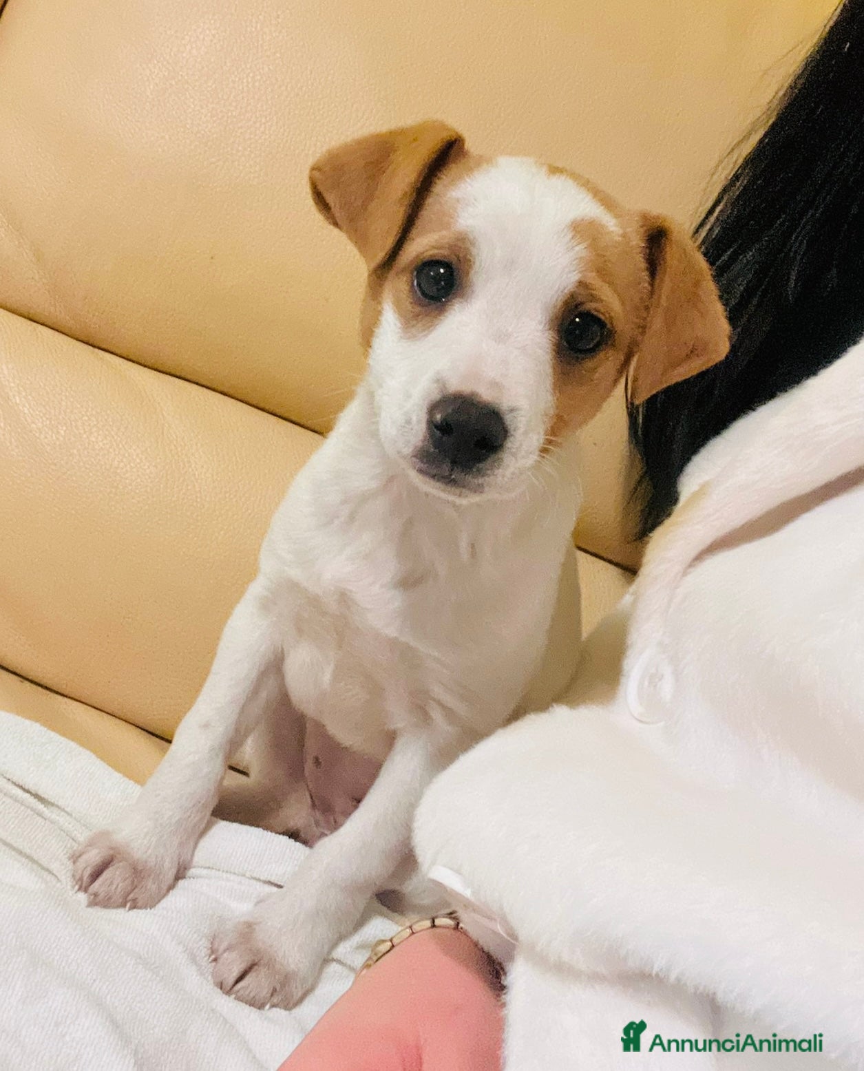 Meticcio cani Cucciola 2 mesi e 1/2 tg contenuta. - Annuncio 2