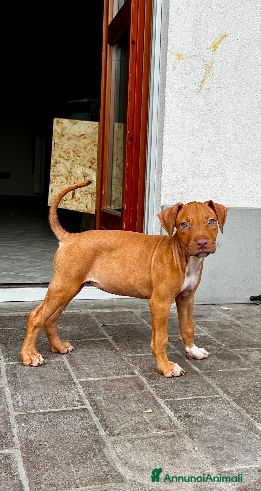Pitbull cani ULTIMA FEMMINA PITBULL UKC REDNOSE  - Annuncio 2