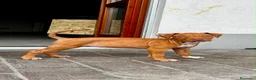 Pitbull cani in vendita: ULTIMA FEMMINA PITBULL UKC REDNOSE  - Annuncio 1