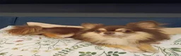 Chihuahua cani in vendita: Cuccioli di chihuahua disponibili - Annuncio 3