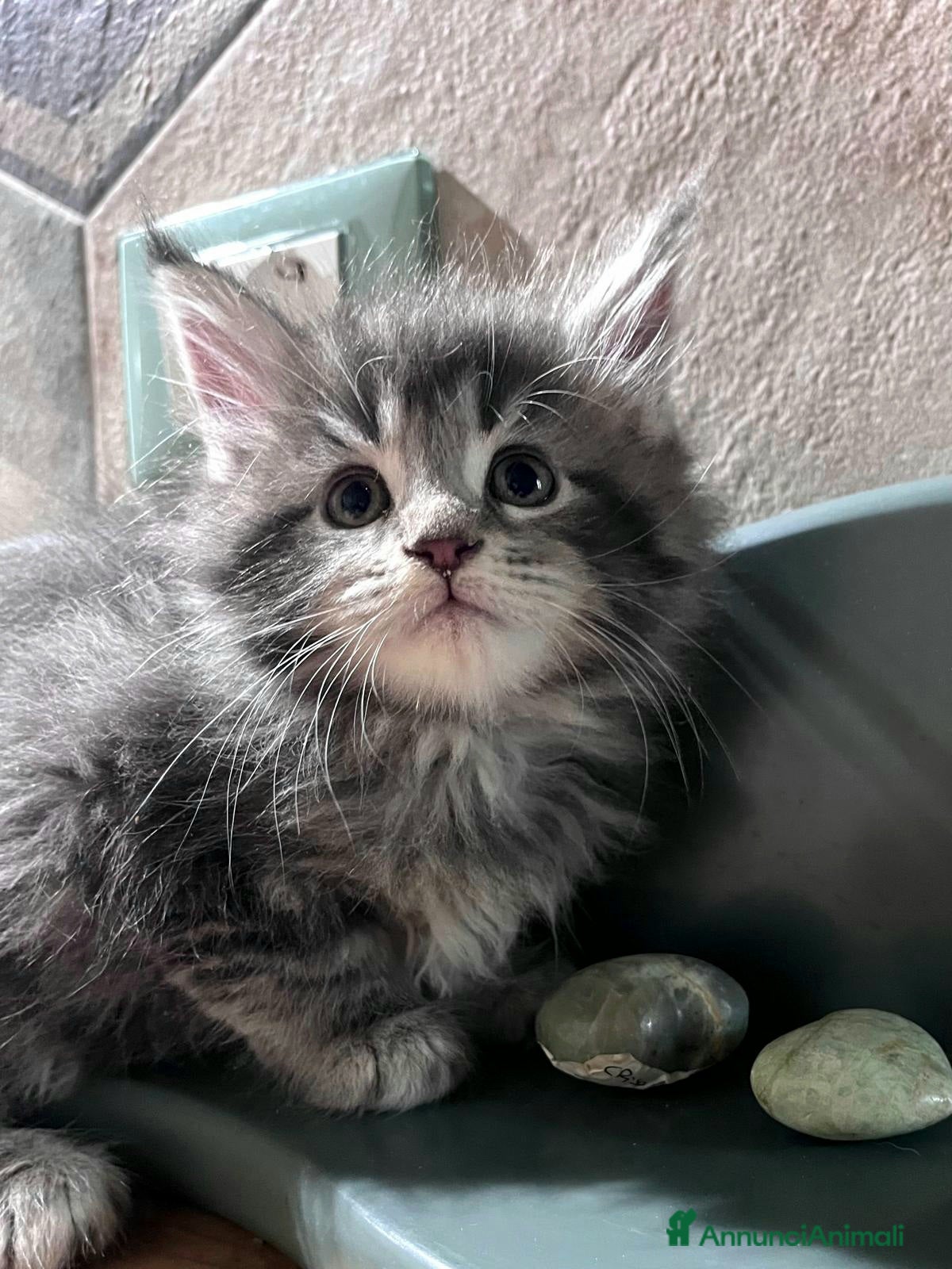 Maine Coon gatti Meravigliosa cucciola di Maine Coon  - Annuncio 2