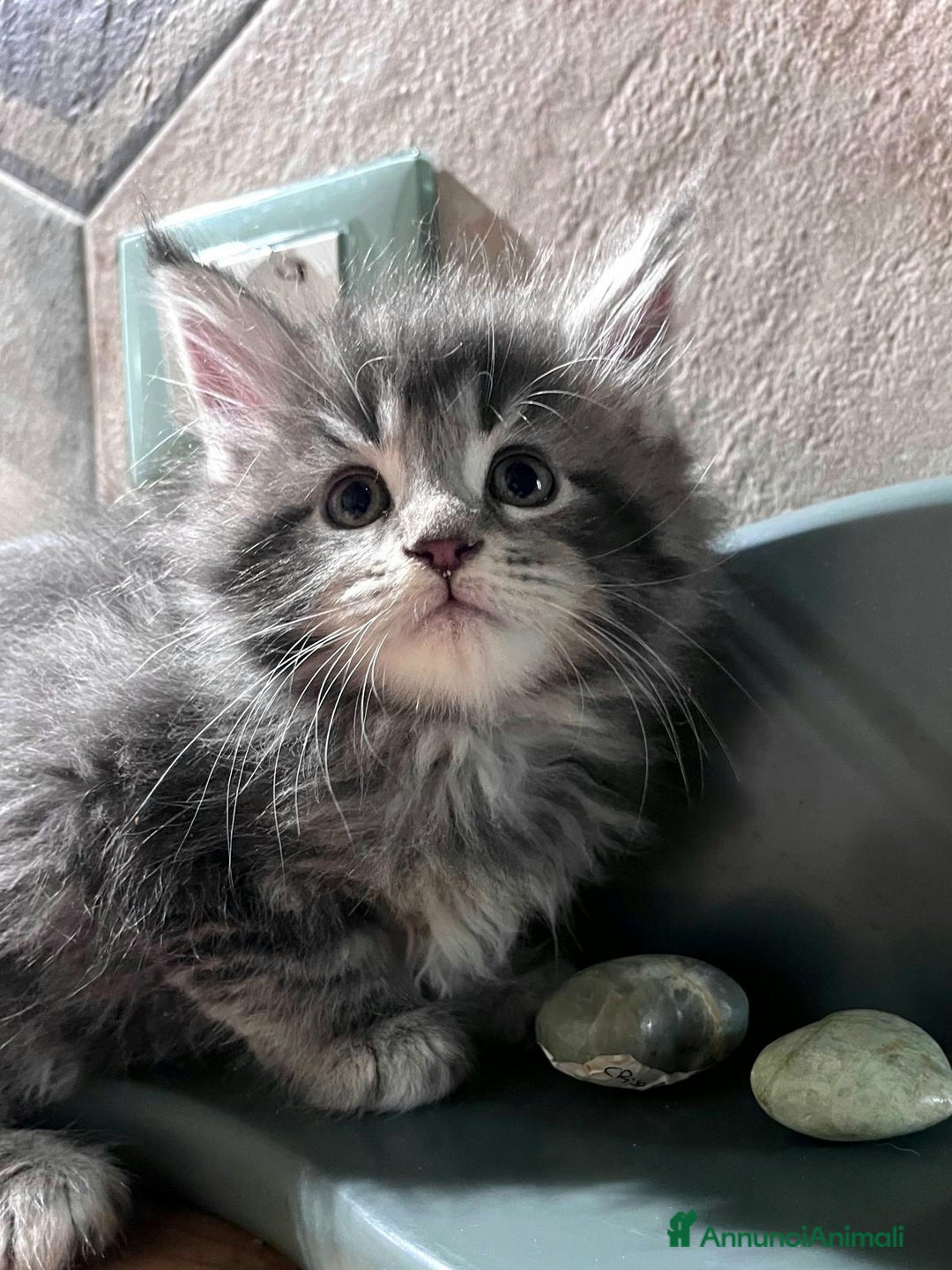 Maine Coon gatti in vendita: Meravigliosa cucciola di Maine Coon  - Annuncio 2