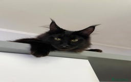 Maine Coon gatti in vendita: Cuccioli Maine Coon disponibili  a Città Metropolitana di Firenze - Immagine 3
