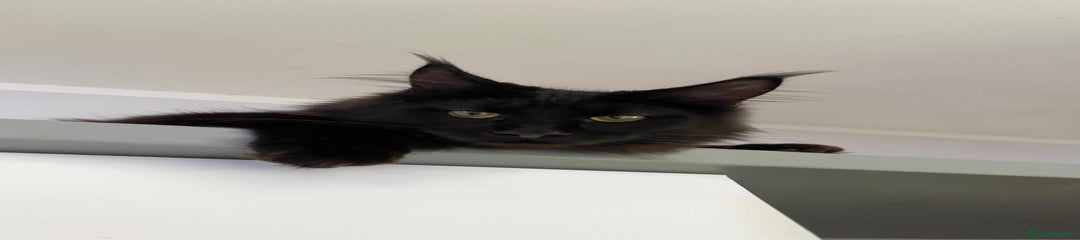 Maine Coon Gattino 2
