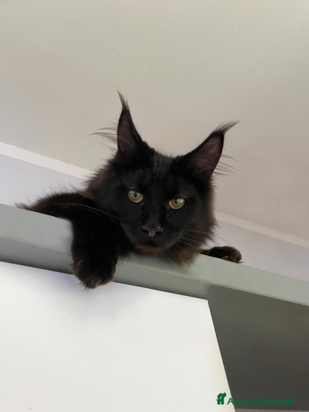 Maine Coon gatti in vendita: Cuccioli Maine Coon disponibili  a Città Metropolitana di Firenze - Immagine 3