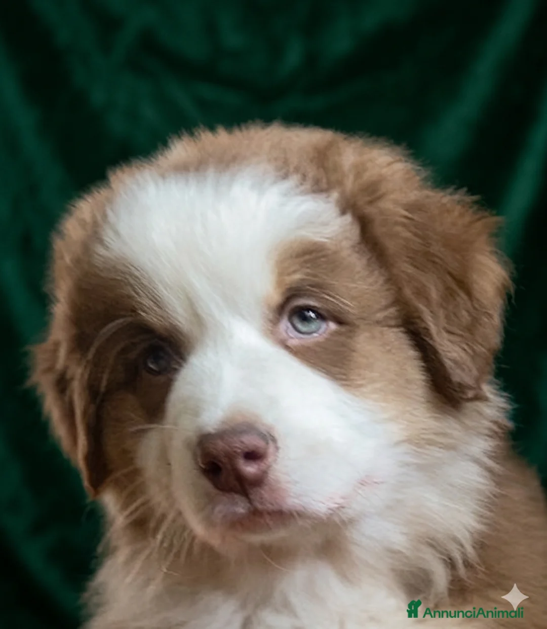 Australian Shepherd cani in vendita: Pastore australiano Australian Shepherd MASCHIO  - Annuncio 2