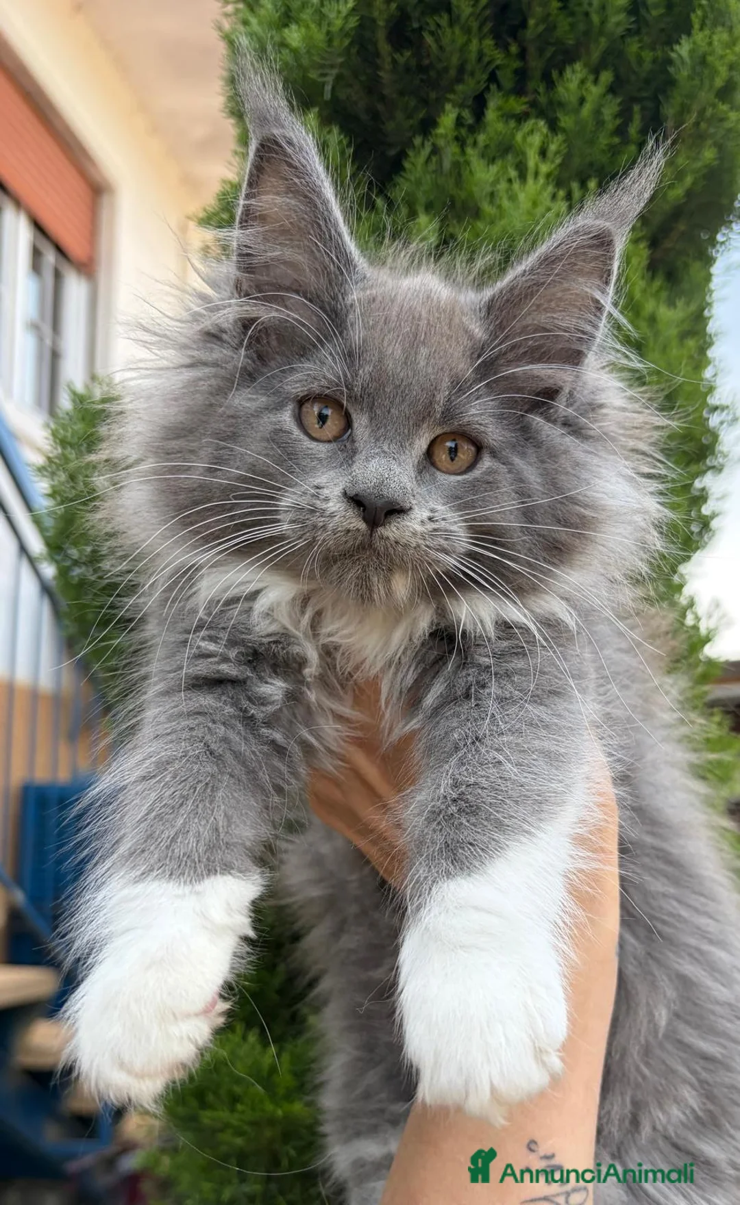 Maine Coon gatti in vendita: Cucciola Maine Coon - Annuncio 9