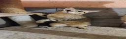 Savannah gatti in vendita: maschietto Savannah f6  - Annuncio 4