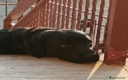 Labrador cani in regalo: Regalo Labrador  a Provincia di Cosenza - Immagine 4