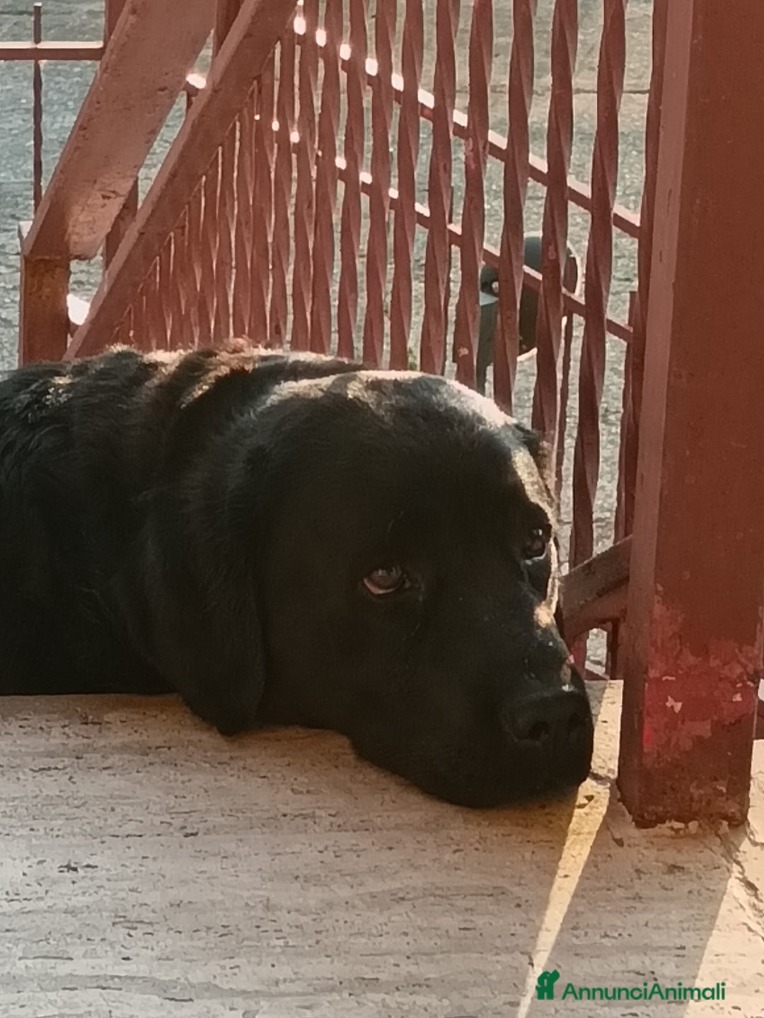 Labrador cani in regalo: Regalo Labrador  a Provincia di Cosenza - Immagine 4