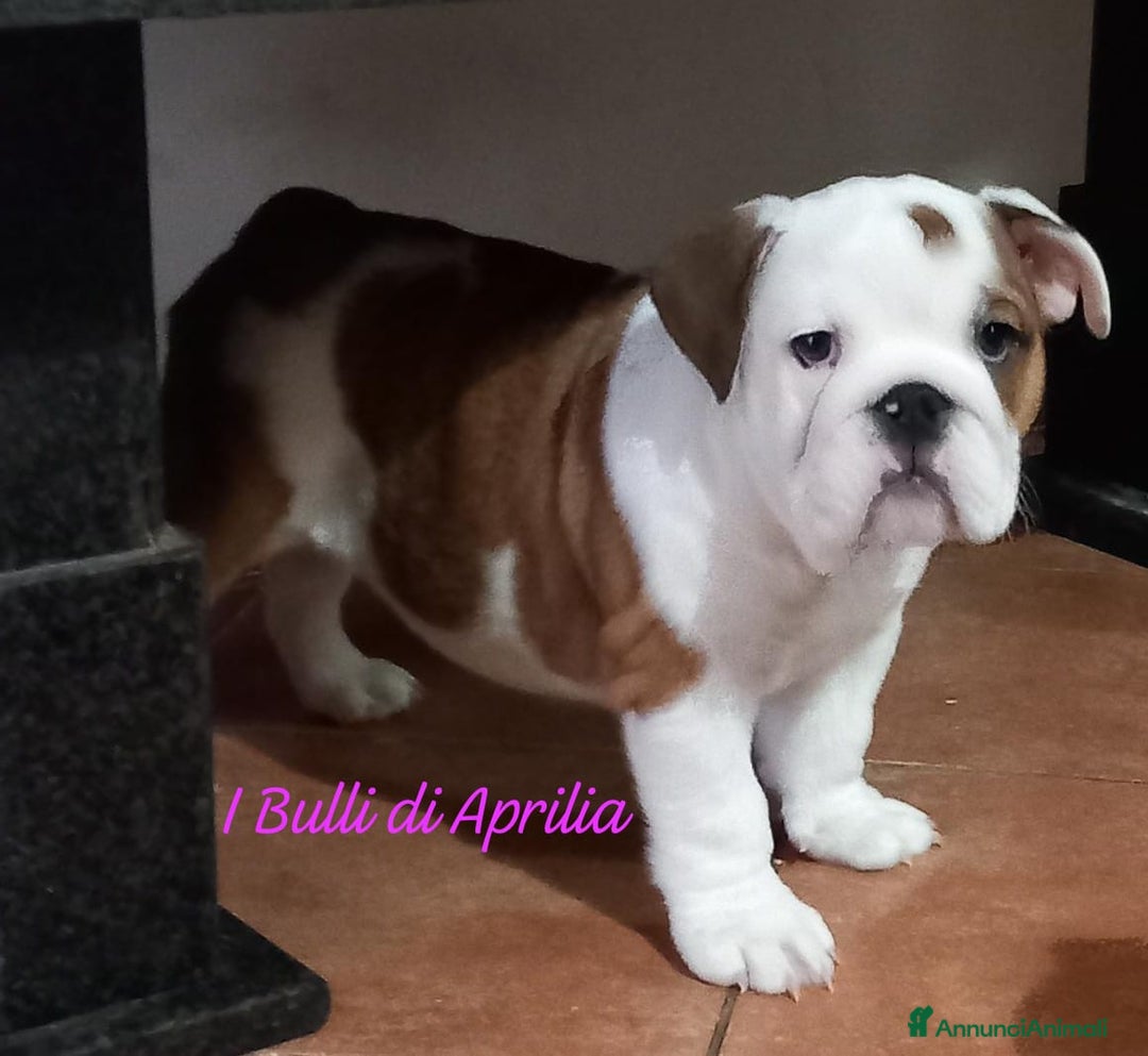 Bulldog cani in vendita: BULLDOG INGLESE  - Annuncio 3