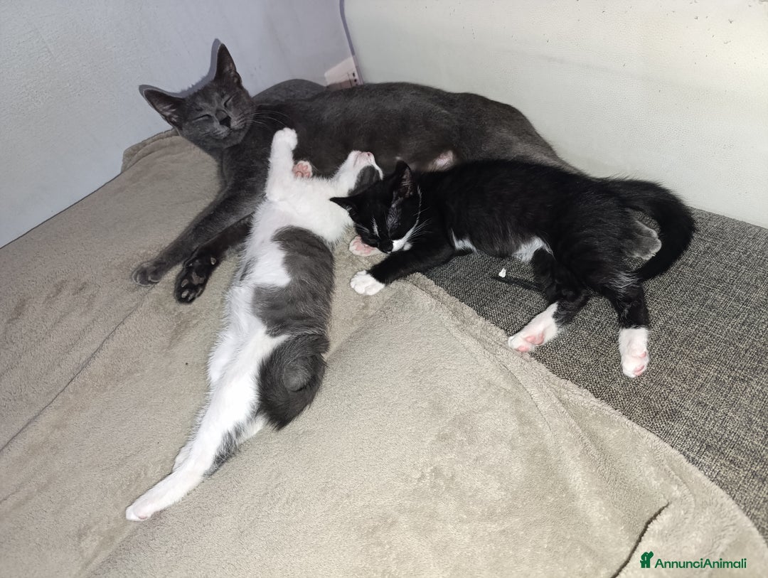 Meticcio gatti in regalo: Regalo - Annuncio 2