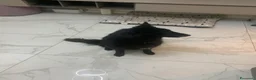 Pastore Belga cani in regalo: In regalo Pastore Belga, Sibilla, adulta  a Provincia di Piacenza - Annuncio 6