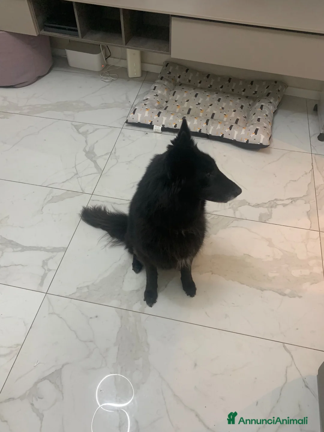 Pastore Belga cani in regalo: In regalo Pastore Belga, Sibilla, adulta  a Provincia di Piacenza - Annuncio 6