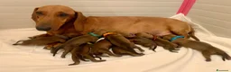 Bassotto cani in vendita: CUCCIOLA BASSOTTO STANDARD PELO CORTO  - Annuncio 5