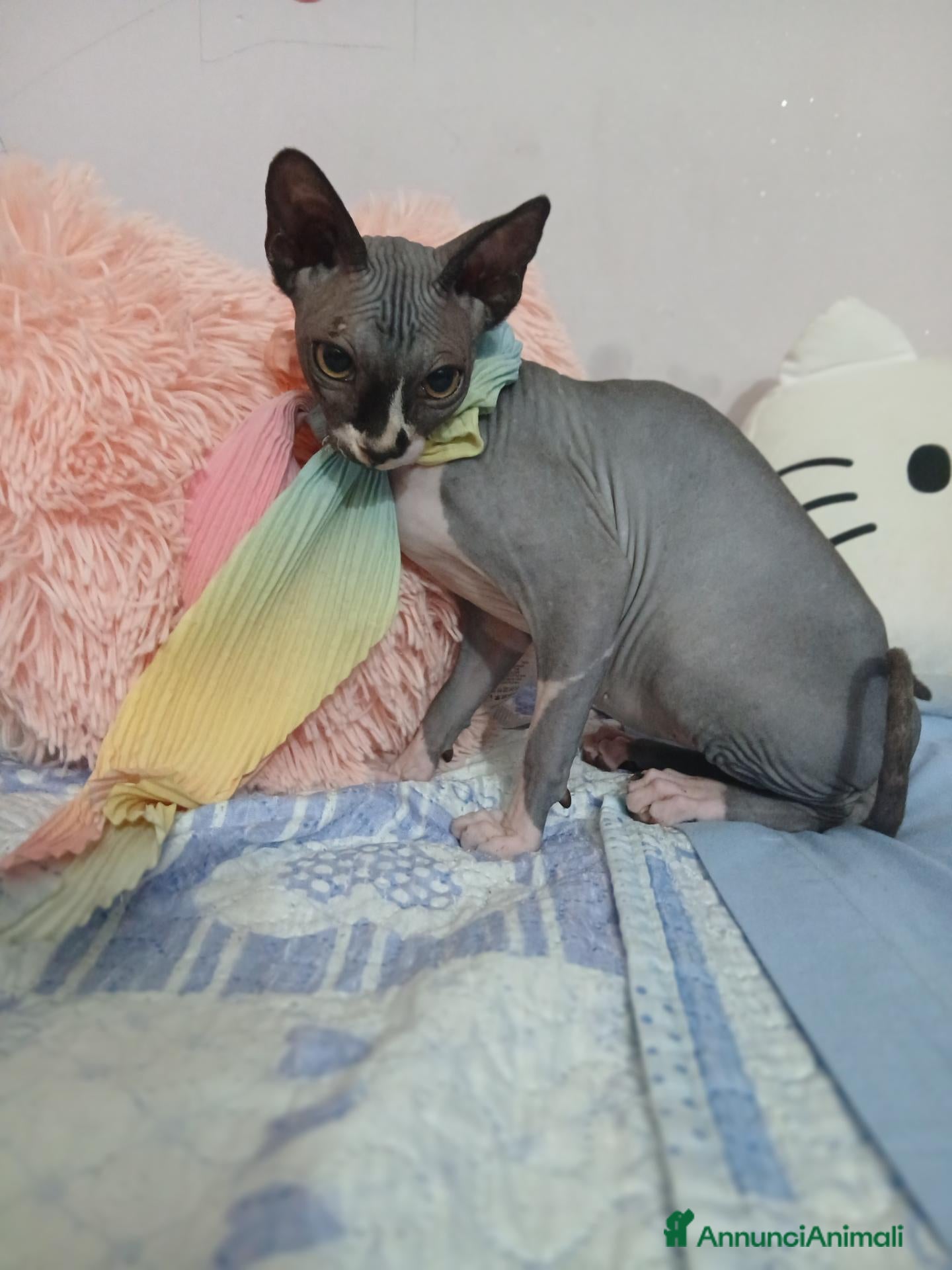 Sphynx gatti Gatto Nudo - Annuncio 6
