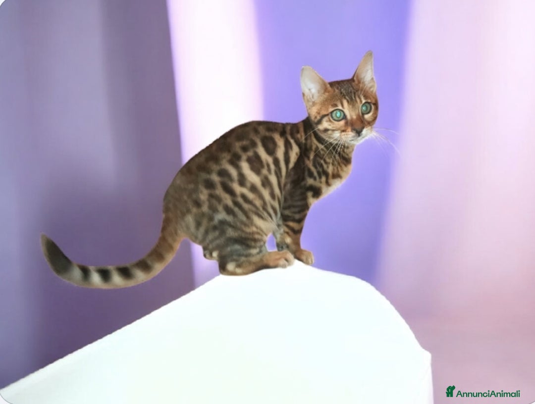Bengala gatti in vendita: Gattini del Bengala  - Annuncio 7