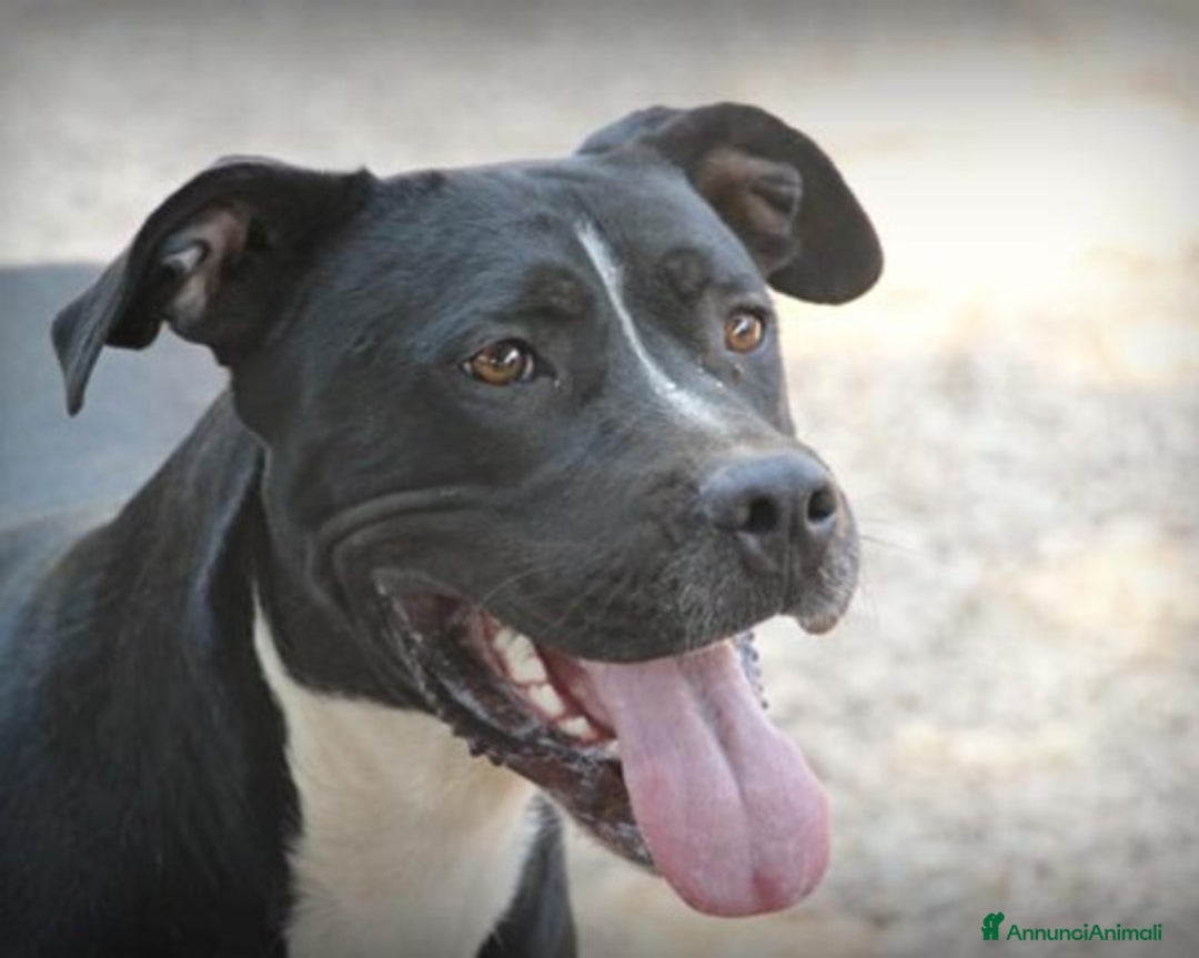 Meticcio cani in regalo: Pitbull mollato legato ad 1pianta 4ANNI FA!ROMA a Milano - Annuncio 1