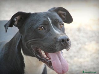 Meticcio cani Pitbull mollato legato ad 1pianta 4ANNI FA!ROMA a Milano - Annuncio 16