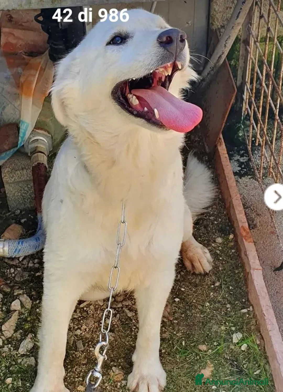 Meticcio cani in regalo: Bianca 15/17mesi bellissima NESSUNO LA NOTA.MOLISE - Annuncio 5