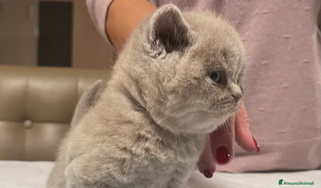 Immagine della galleria {{count}}