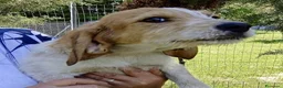 Meticcio cani in regalo: Sole  - Annuncio 2