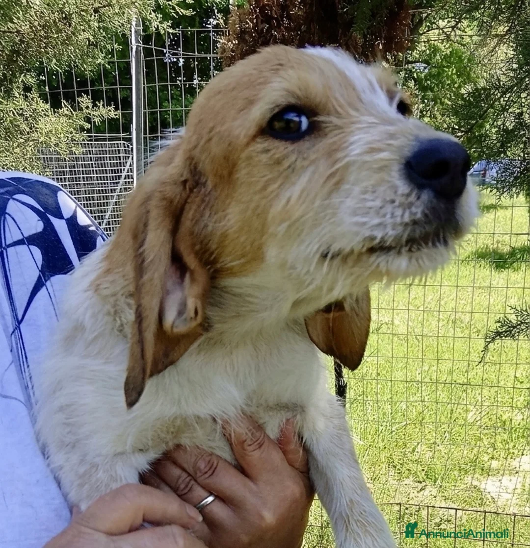 Meticcio cani in regalo: Sole  - Annuncio 2