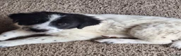 Meticcio cani in vendita: 🐶 Cucciola femmina bianca con macchie nere - Annuncio 18